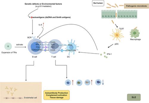 Recent advances in pathogenesis, diagnosis, and therapeutic approaches for digestive system involvement in systemic lupus erythematosus