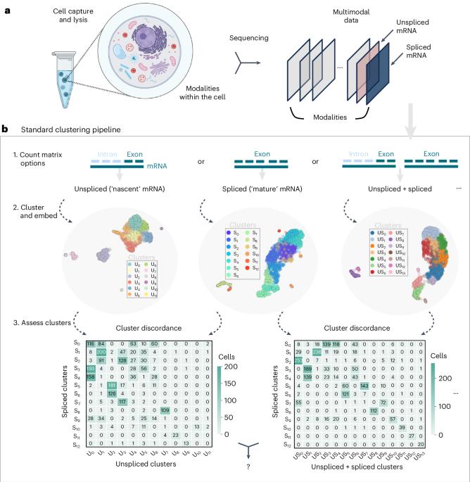 Biophysically interpretable inference of cell types from multimodal sequencing data