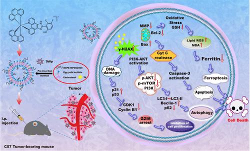 Evaluation of Efficiency of Liposome-Entrapped Iridium(III) Complexes Inhibiting Tumor Growth In Vitro and In Vivo