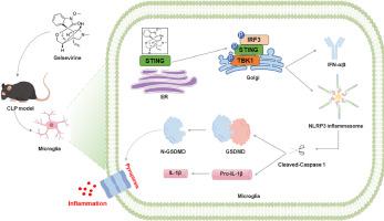 Gelsevirine ameliorates sepsis-associated encephalopathy by inhibiting the STING signalling-mediated pyroptosis pathway in microglia