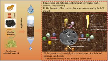 Synergistic remediation of electroplating wastewater contaminated soil and reduction of risk of groundwater contamination by biochar and Pseudomonas hibiscicola strain L1