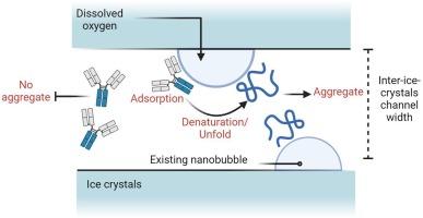 Reconsidering freeze-induced protein aggregation: Air bubbles as the root cause of ice-water interface stress