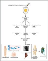 Chlorpyrifos and cypermethrin combination disrupts sonic hedgehog signaling and associated regulatory molecules, leading to congenital eye defects in chick embryos