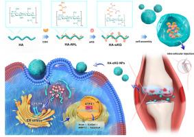 Sustained therapeutic effects of self-assembled hyaluronic acid nanoparticles loaded with α-Ketoglutarate in various osteoarthritis stages