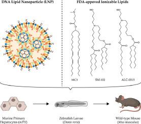 Comparison of ionizable lipids for lipid nanoparticle mediated DNA delivery