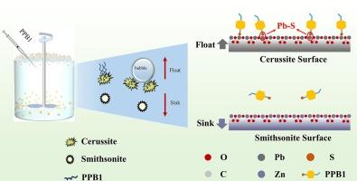 Study of selective collecting capacity and mechanism of novel collector PPB1 in the separation of cerussite and smithsonite