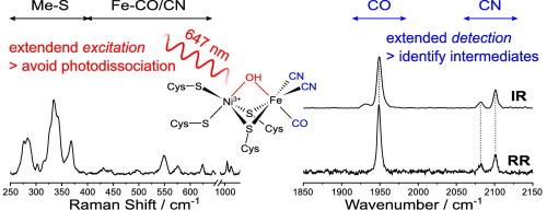 Expanding the scope of resonance Raman spectroscopy in hydrogenase research: New observable states and reporter vibrations