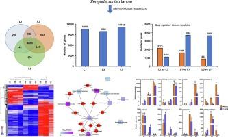 Comparative analyses of the transcriptome among three development stages of Zeugodacus tau larvae (Diptera: Tephritidae)