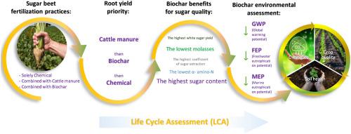 Life cycle assessment of biochar and cattle manure application in sugar beet cultivation – Insights into root yields, white sugar quality, environmental aspects in field and factory phases