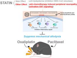 Statins ameliorate oxaliplatin- and paclitaxel-induced peripheral neuropathy via glutathione S-transferase