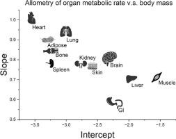 Inferring the metabolic rate of bone