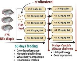 Effects of α-sitosterol on growth, hematobiochemical profiles, immune-antioxidant resilience, histopathological features and expression of immune apoptotic genes of Nile tilapia, Oreochromis niloticus, challenged with Candida albicans