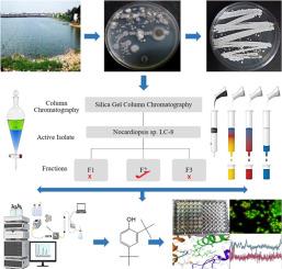 Bioassay-guided fractionation and in vitro and in silico biological activities of 2,4-di-tert-butylphenol isolated from Nocardiopsis sp. strain LC-8