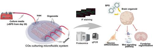 A multichannel microfluidic device for revealing the neurotoxic effects of Bisphenol S on cerebral organoids under low-dose constant exposure