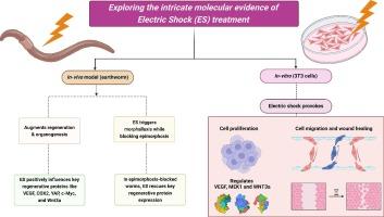 Low-energy electric shock ameliorates cell proliferation, morphallaxis, and regeneration via driving key regenerative proteins in earthworm and 3T3 cells