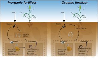 Synergistic application of biochar with organic fertilizer positively impacts the soil micro-food web in sandy loam soils