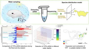 Environmental DNA reveals the spatiotemporal distribution and migration characteristics of the Yangtze finless porpoise, the sole aquatic mammal in the Yangtze River