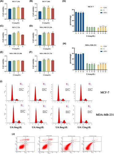 UA influences the progression of breast cancer via the AhR/p27Kip1/cyclin E pathway