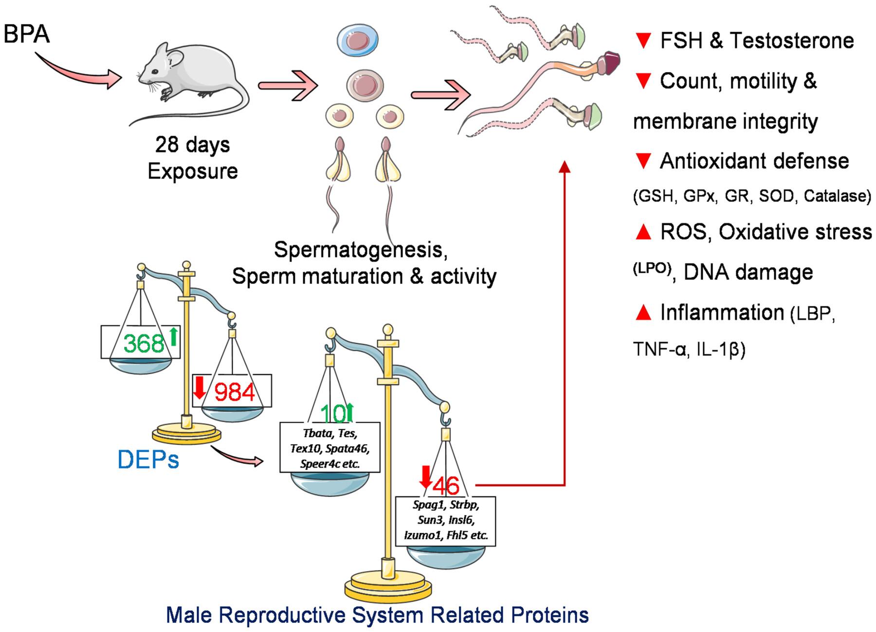 Sub-acute bisphenol A exposure induces proteomic alterations and impairs male reproductive health in mice