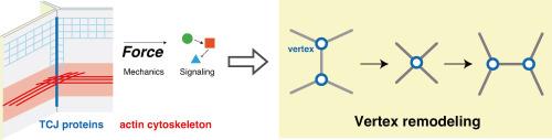 Vertex remodeling during epithelial morphogenesis