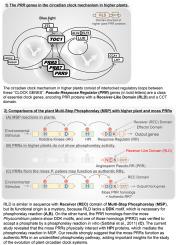 Nuclear interactions between the Pseudo-Response Regulator clock proteins and the Multi-Step Phosphorelay mediator Histidine-containing phosphotransfers in the moss Physcomitrium patens