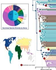 A global blueberry phylogeny: Evolution, diversification, and biogeography of Vaccinieae (Ericaceae)