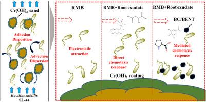 Locomotion of Bacillus subtilis SL-44 mediated by root exudate and carrier in Cr(OH)3-modified porous media