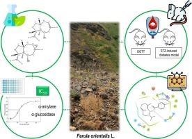 Evaluation of the Antihyperglycemic efficacy of the roots of Ferula orientalis L.: An in vitro to in vivo assessment