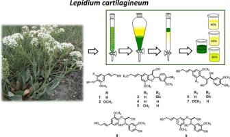 Phytochemical and pharmacological investigation of the non-volatile compounds of Lepidium cartilagineum (J. C. Mayer) Thell. and determination of the essential oil composition of its flowers and fruits