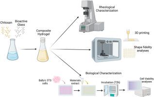 Precision 3D printing of chitosan-bioactive glass inks: Rheological optimization for enhanced shape fidelity in tissue engineering scaffolds