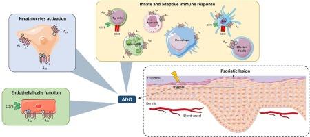 Insight into adenosine pathway in psoriasis: Elucidating its role and the potential therapeutical applications