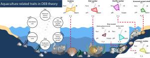 Exploring aquaculture related traits of the grooved carpet shell (Ruditapes decussatus) in relation to other bivalve species using Dynamic Energy Budget theory