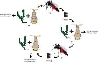 Multigenerational expression of antimicrobial peptides in Aedes aegypti exposed to Metarhizium anisopliae: Is trans-generational immune priming involved?