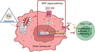 Cuproptosis in microsatellite stable colon cancer cells affects the cytotoxicity of CD8+T through the WNT signaling pathway