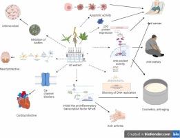 Pharmacological applications of Urtica dioica: a comprehensive review of its traditional use and modern scientific evidence