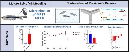 1-methyl-4-phenyl-1,2,3,6-tetrahydropyridine (MPTP)-treated adult zebrafish as a model for Parkinson’s Disease