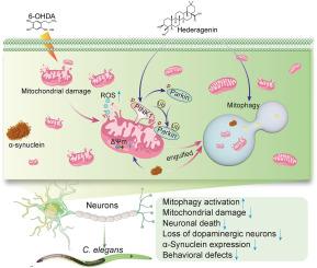 Hederagenin inhibits mitochondrial damage in Parkinson’s disease via mitophagy induction