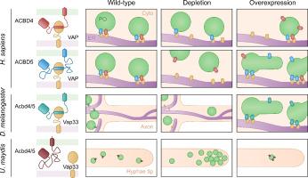 New insights into the functions of ACBD4/5-like proteins using a combined phylogenetic and experimental approach across model organisms