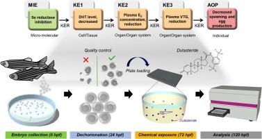 Effects of 5α-reductase inhibition by dutasteride on reproductive gene expression and hormonal responses in zebrafish embryos