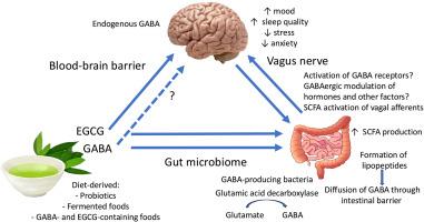 GABA, epigallocatechin gallate, tea, and the gut-brain axis