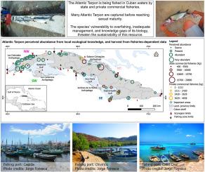 Atlantic Tarpon in Cuban fisheries: a historically exploited and very vulnerable species