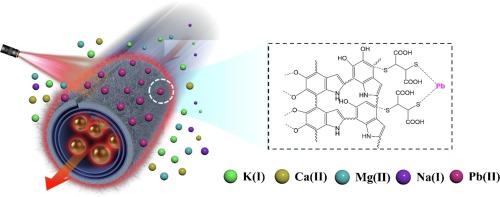 Sequential super-assembled nanomotor adsorbents for NIR light-Powered blood lead removal