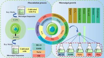 Different organic carbon sources affect microalgal growth and extracellular polymeric substances synthesis to trigger biomass flocculation process