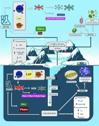 Tracking suspended particulate organic matter biochemistry from glacial meltwater runoff to coastal waters of an Antarctic fjord