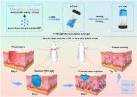 Amorphous zinc phosphate nanoclusters loaded polycarbonate thermosensitive hydrogel: An innovative strategy for promoting wound healing