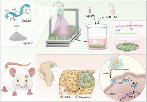 Functionalized 3D-printed GelMA/Laponite hydrogel scaffold promotes BMSCs recruitment through osteoimmunomodulatory enhance osteogenic via AMPK/mTOR signaling pathway