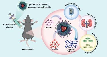 Preparation and biological evaluation of a glucose-responsive block copolymer nanoparticle with the ability to ameliorate diabetic kidney damage