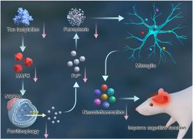 The effect of tau K677 lactylation on ferritinophagy and ferroptosis in Alzheimer's disease