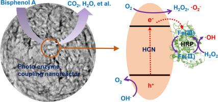 Assembly of artificial photo-enzyme coupling nanoreactor for boosting photodegradation of trace bisphenol A pollutant in water