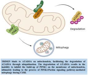 Ubiquitination of ATAD3A by TRIM25 exacerbates cerebral ischemia-reperfusion injury via regulating PINK1/Parkin signaling pathway-mediated mitophagy